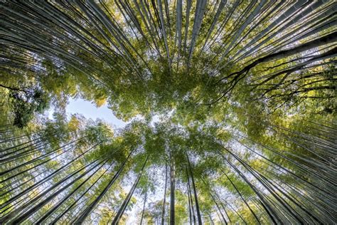 bamboo 意思|Bamboo的解释和发音 「欧路词典」英汉